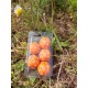 Blister De 5 D30 Orange Print Blanc