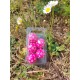 Blister De 5 D30 Rose Print Blanc